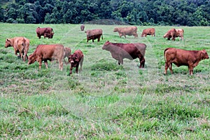 Large group of Australian beef cattle eat grass in a farm