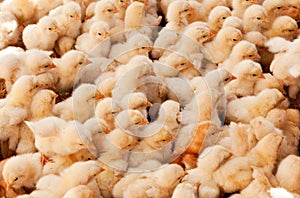 Large Group of Baby Chicks photo