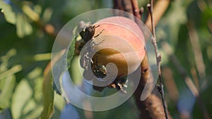 Large group of beetles eats a peach on the tree. Protaetia cuprea ignicollis