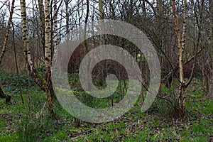 Group of Birch Trees In a Forest Wide View