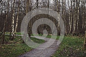 Group of Birch Trees In a Forest Wide View