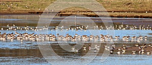 Lapwings, vanellus vanellus and Bar-tailed Godwits