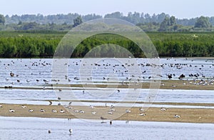 Large group of birds in shalow waters