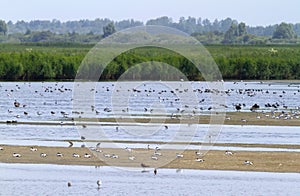 Large group of birds in shalow waters photo