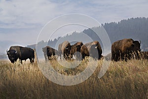 A large herd of bison standing on a hill on Mormon Row in Grand Teton National Park in Wyoming.