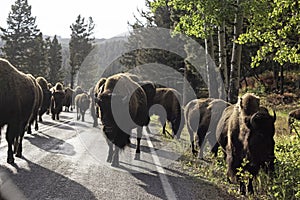 A large group of Bison travel down the road in Yellowstone.