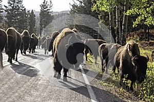 A large group of Bison travel down the road in Yellowstone.