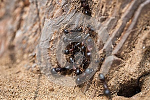 A large group of black ants on a tree bark