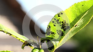 Large group of black aphids on a green leaf. Summer. the sun.A colony of black aphids