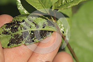 Large group of black aphids on a green leaf. Summer. the sun.A colony of black aphids