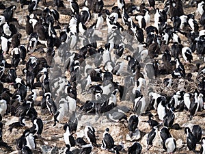 Large Group of Blue Eyed Cormorants