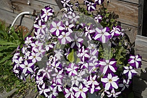 A large group of bright lilac flowers of petunia axilla in a pot, in the garden on a sunny summer day