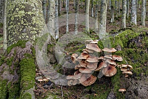 A large group of brown mushrooms growing in the undergrowth on the roots of a large tree in the fall season