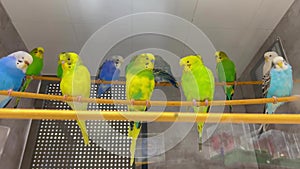 A large group of budgerigars sits on a branch in a pet store. Beautiful colorful parrots