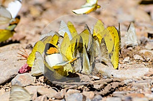 Large group of butterfly feeding on the ground.