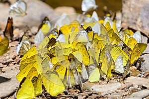 Large group of butterfly feeding on the ground.