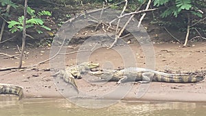 A large group of caimans in the Frio river.
