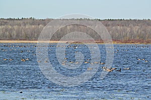 Large group of Canada Geese (Branta canadensis) swimming in lake at Tiny Marsh