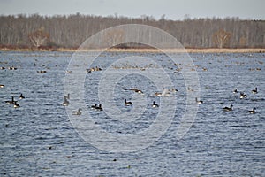 Large group of Canada Geese (Branta canadensis) swimming in lake at Tiny Marsh