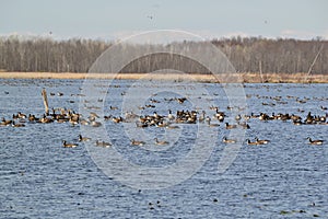 Large group of Canada Geese (Branta canadensis) swimming in lake at Tiny Marsh