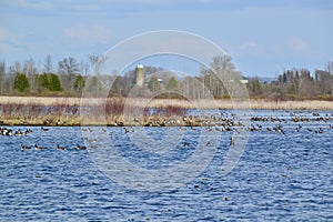 Large group of Canada Geese (Branta canadensis) at Tiny Marsh with silo on the horizon