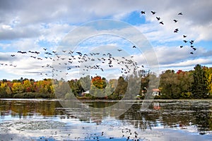 Large group of Canada geese in flight over a pond