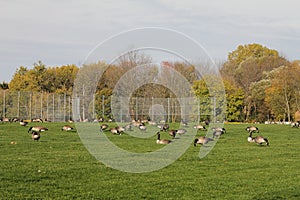 Large group of Canadian geese