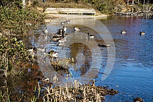Large Group of Canadian Geese on Pandapas Pond