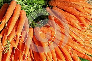 Large group of carrots