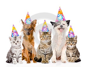 Large group cats and dogs in birthday hats. isolated on white