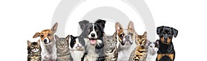 Large group of cats and dogs looking at the camera, banner isolated on white