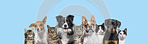 Large group of cats and dogs looking at the camera on blue background