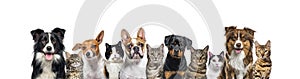 Large group of cats and dogs looking at the camera on blue background