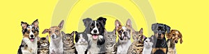 Large group of cats and dogs looking at the camera on yellow