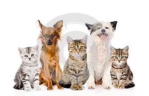 Large group of cats and dogs sitting in front. isolated on white