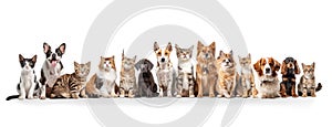 a large group of cats and dogs sitting together against a pristine white background in a panoramic photograph, offering