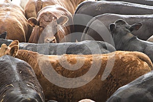 Large group of cattle