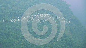 A large group of Cattle Egrets  flying back and forth in the valley.