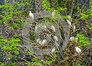 Large group of cattle egrets with nests in a tree, birds nesting in a tree, bird breeding season in spring