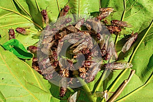 Large group of cicadas spreading their wings and swarming on the leaves.