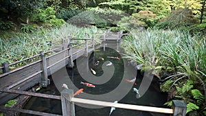 Large Group of Colorful Koi Fish Swimming in Garden Pond with Walking Wood Bridge and Plants Movie 1920x1080