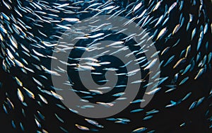 Large group of coral reef fish swimming synchronously.