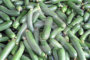 Large group of cucumbers