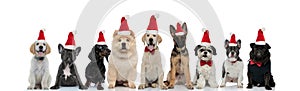 Large group of cute dogs wearing santa claus hats for christmas