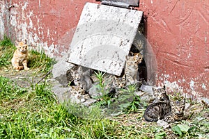 Large group of cute homeless kittens sitting near the stonewall and looking at camera