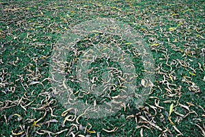 Large group of Dead plants dry leaves lying on green grass meadow. Autumn leaf color abstract pattern. Lush foliage texture in