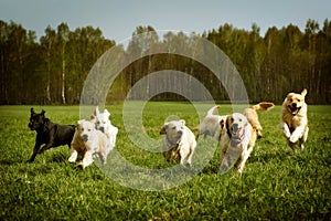 Large group of dogs Golden retrievers running