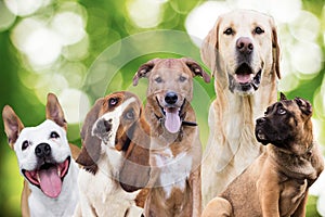 Large group of dogs on green nature background