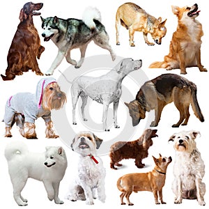 Large group of dogs isolated on a white background