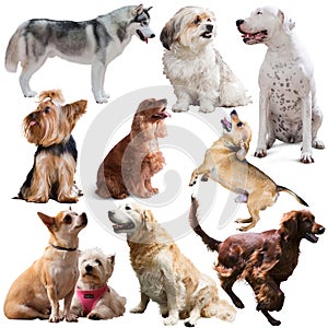Large group of dogs isolated on a white background